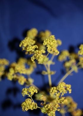 Yellow Alchemilla flower