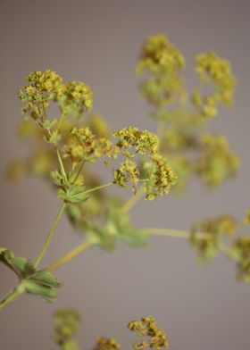 Yellow Alchemilla flower