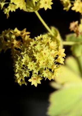 Alchemilla flowering macro