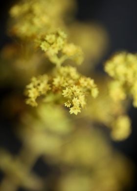 Alchemilla flowering macro