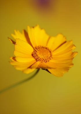 Yellow coreopsis flowering