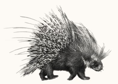 Porcupine in Profile Photo