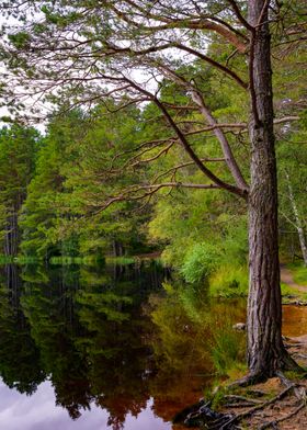 Nature in Scotland