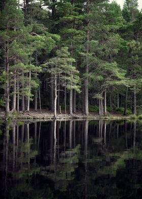 Dark Forest