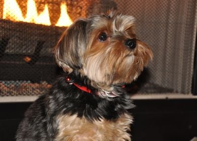 Cute Yorkshire Terrier 