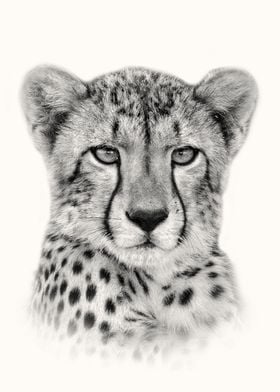Young Cheetah Portrait