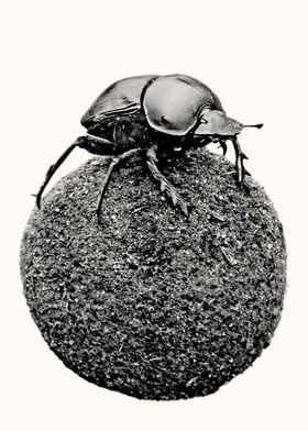 Dung Beetle on Dung Ball