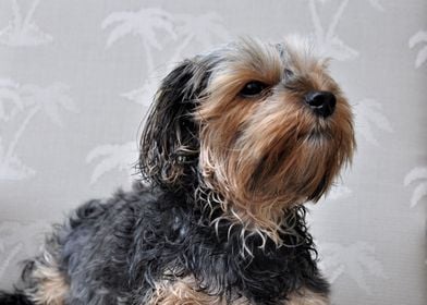 Cute Yorkie Sunbathing