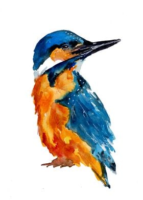 Little Kingfisher Bird