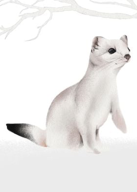 Illustration of a weasel