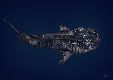 Whale Shark Illustration