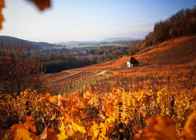 Vignoble de Chateau Chalon