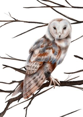 Winter owl