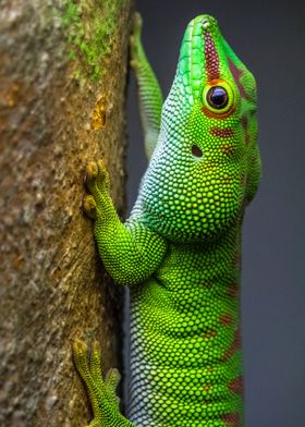 Madagascar Day Gecko