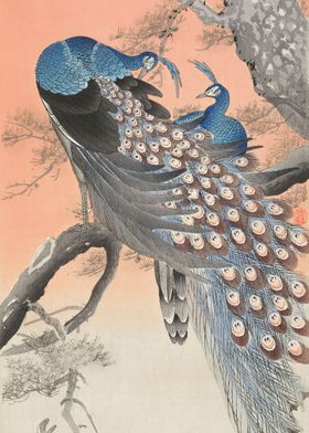 Japanese Peacocks