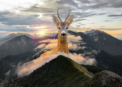 Deer in the mountains 