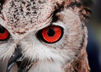 An owl with red eyes