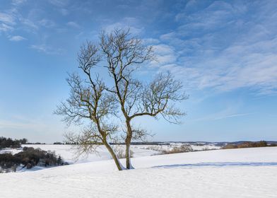 Single Tree In Snow
