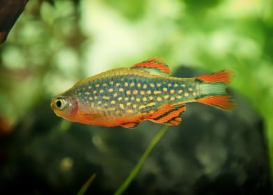 aquarium rasbora fish