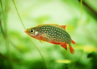 aquarium rasbora fish