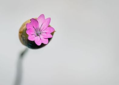 Pink flower 