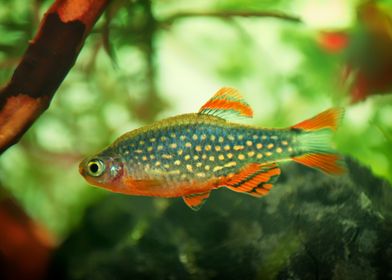 aquarium rasbora fish