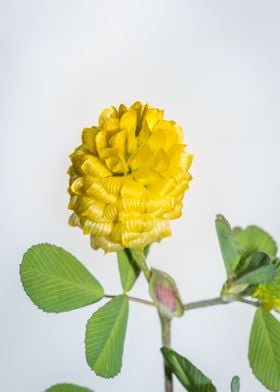 Yellow hop flower