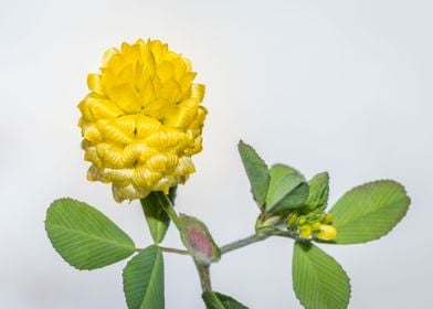 Yellow hop flower