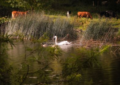 irish idyllic