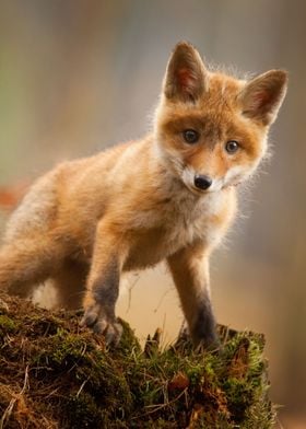 Small Fox