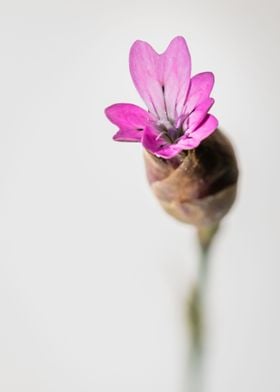 Pink flower