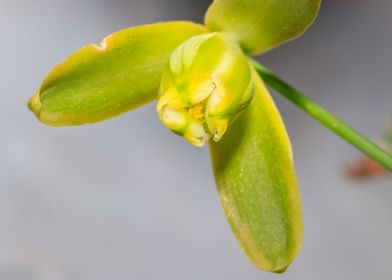 Yellow wild flower