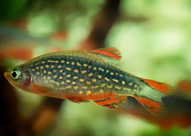 aquarium rasbora fish