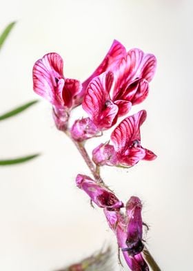 Purple vetch flower