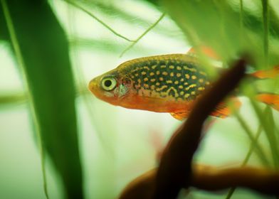 aquarium rasbora fish