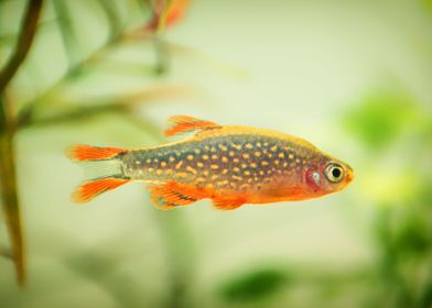 aquarium rasbora fish