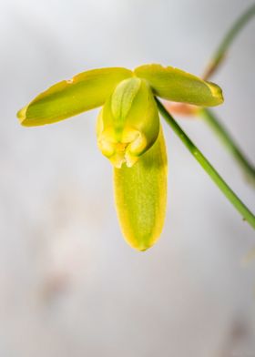 Yellow wild flower 