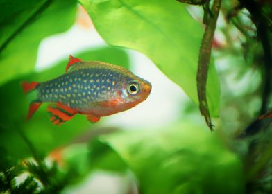 aquarium rasbora fish