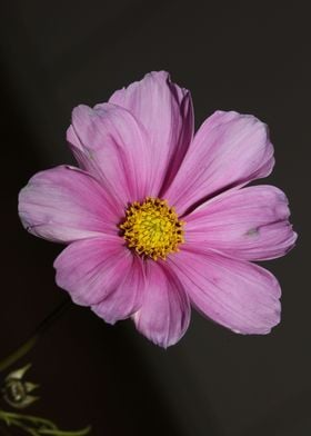 Flower cosmos bipinnatus