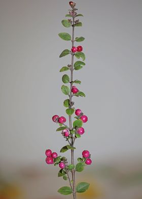 Wild flower fruit close up