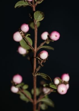 Wild flower fruit close up