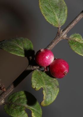 Wild flower fruit close up