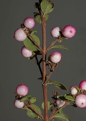 Wild flower fruit close up