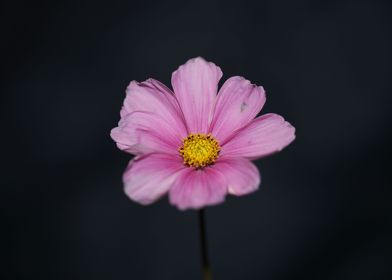 Purple cosmos flower macro