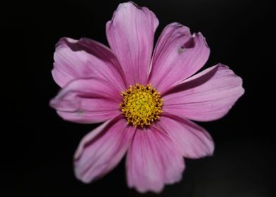 Purple cosmos flower macro