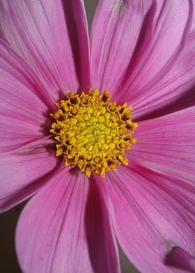 Purple cosmos flower macro