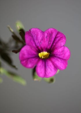 Flower blossom calibrachoa