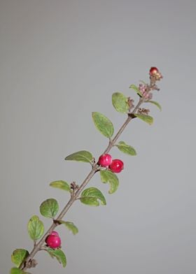 Symphoricarpos fruit macro