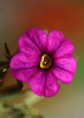 Flower blossom calibrachoa