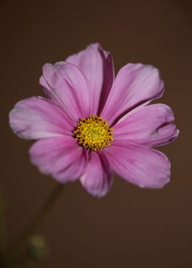 Cosmos flower blossoming